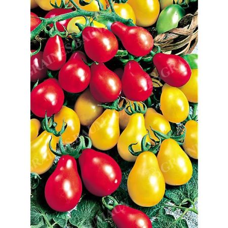 TOMATE MINI POIRE MIX