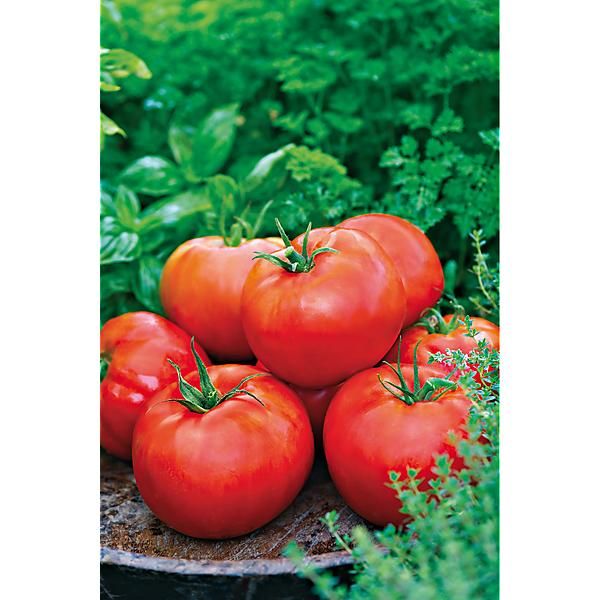 TOMATE F1 BIG DADDY