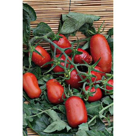 TOMATE F1 SUPER MAMA