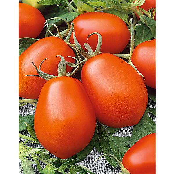 TOMATE F1 SUPER MAMA