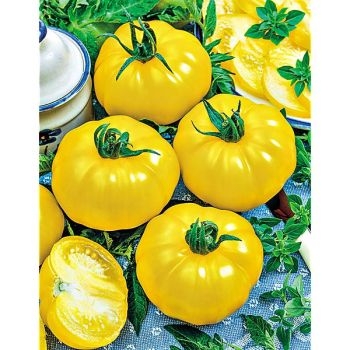 TOMATE F1 GOLDEN BOY 2