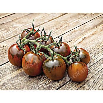 TOMATE BELLARUBIN 2