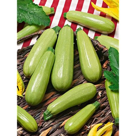 GRAINES de COURGETTES