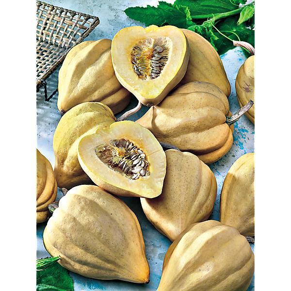 COURGE THELMA SANDERS SWEET POTATO