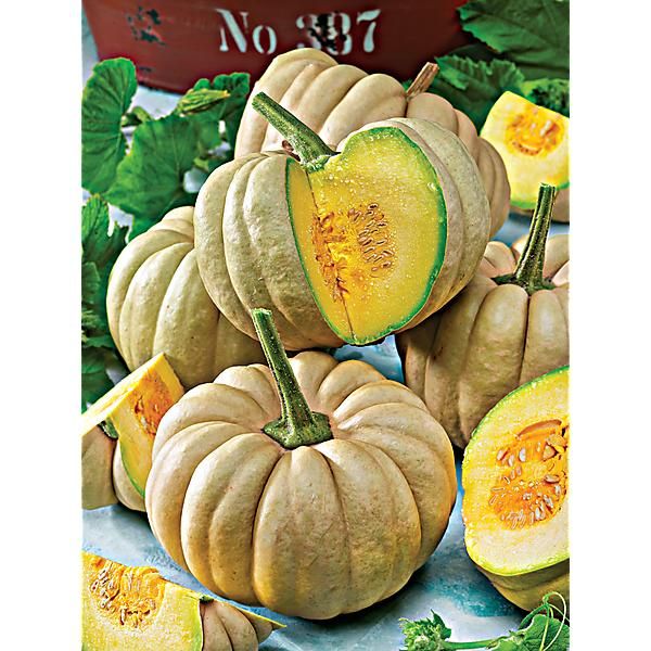 COURGE musquée KIKUZA
