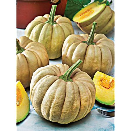 COURGE musquée KIKUZA