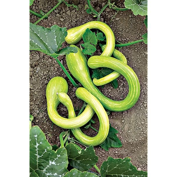 COURGE musquée TROMBONCINO ou D'ALBENGA