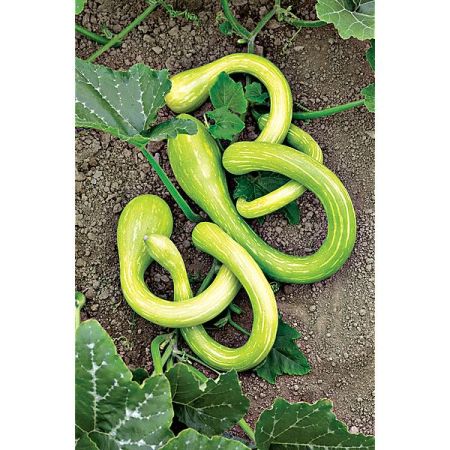 COURGE musquée TROMBONCINO ou D'ALBENGA