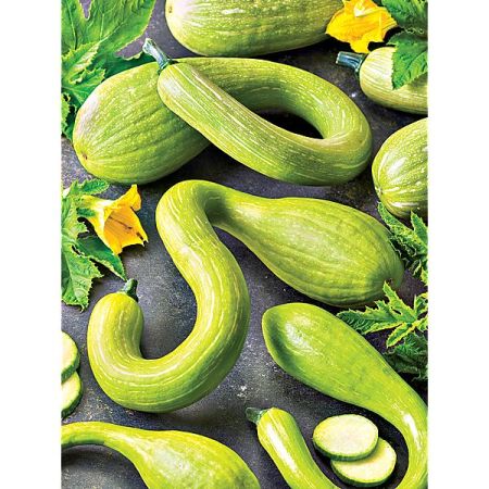 COURGE musquée TROMBONCINO ou D'ALBENGA