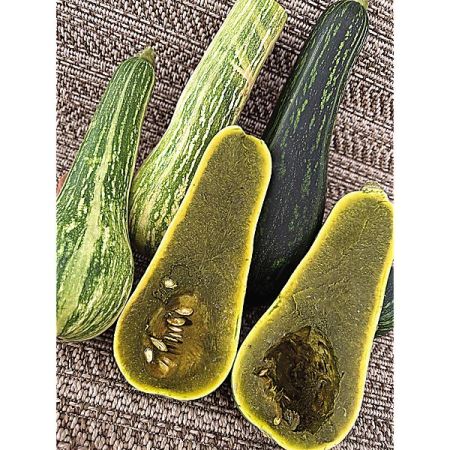 COURGE musquée AYOTE GUATEMALAN GREEN FLESH