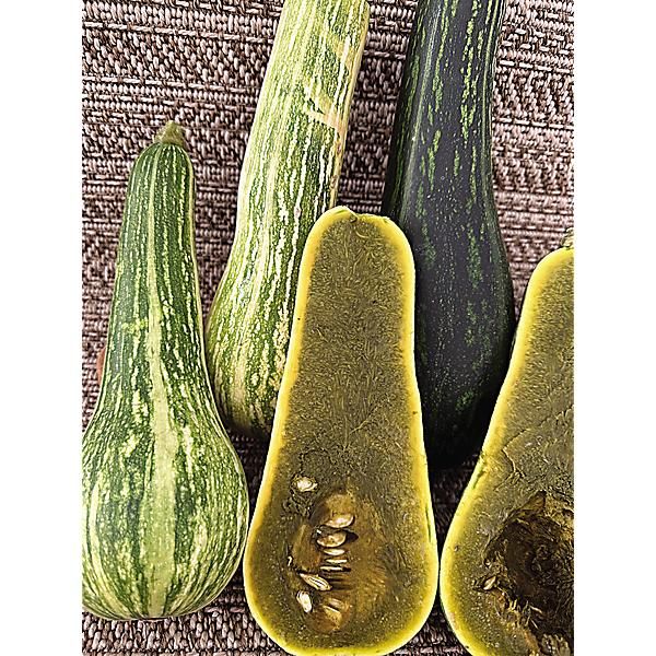 COURGE musquée AYOTE GUATEMALAN GREEN FLESH