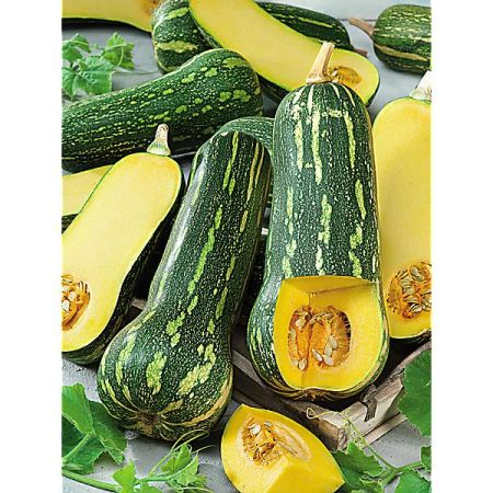 GRAINES de COURGES