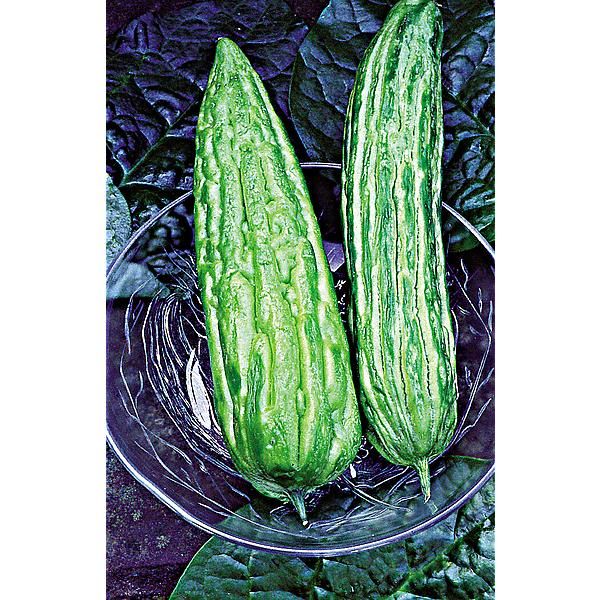 POIRE de MERVEILLE F1 VERDURE (momordica)