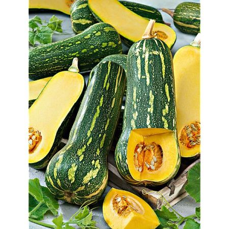 COURGE F1 BARBARA obtention SAKATA®
