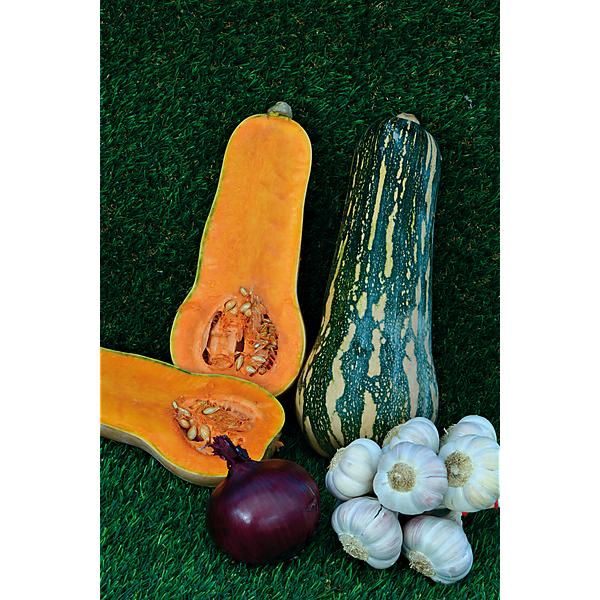 COURGE F1 BARBARA obtention SAKATA®