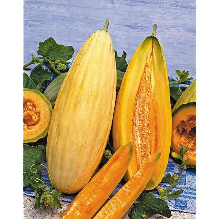 GRAINES de MELONS
