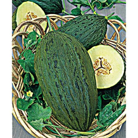 MELON PINONET PIEL de SAPO ou peau de crapaud Bio