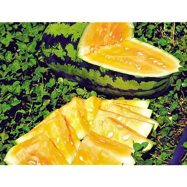 PASTÈQUE ORANGEGLO