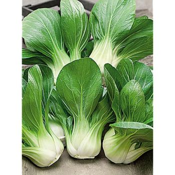PAK-CHOÏ F1 YANG QUING CHOI (brassica campestris)... 2