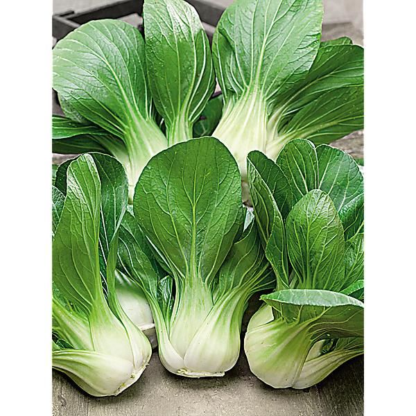 PAK-CHOÏ F1 YANG QUING CHOI (brassica...
