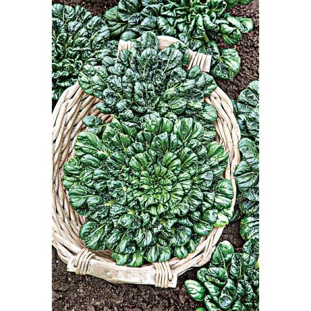 CHOU chinois TATSOI (brassica rapa var. rosularis)