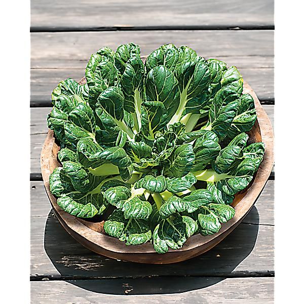 CHOU chinois TATSOI (brassica rapa var. rosularis)
