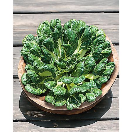 CHOU chinois TATSOI (brassica rapa var. rosularis)