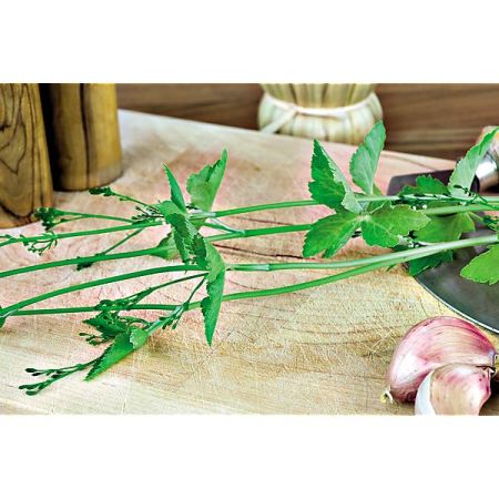 PERSIL JAPONAIS ou MITSUBA (cryptotaenia japonica) VERT