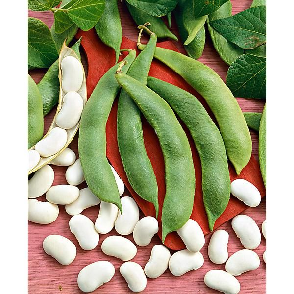 HARICOT d'ESPAGNE ramant PIEKNY JAS