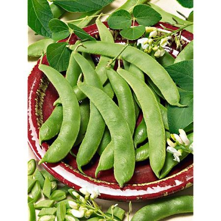 HARICOT d'ESPAGNE ramant PIEKNY JAS
