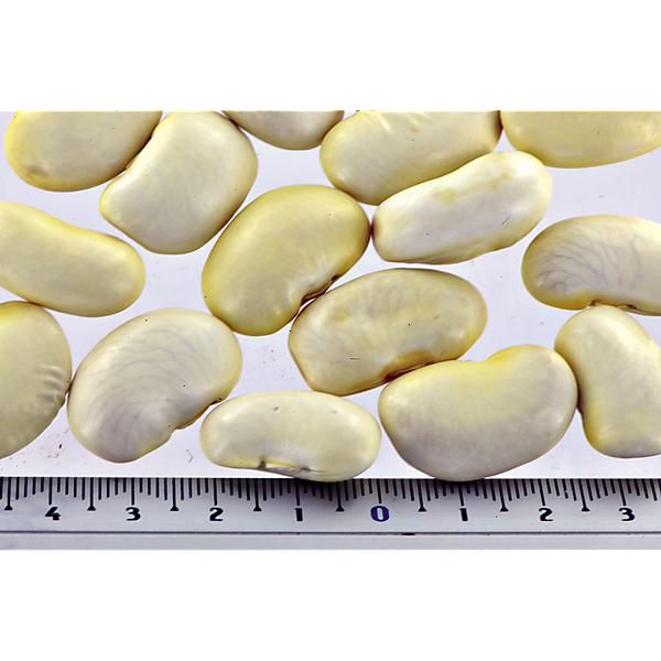 HARICOT d'ESPAGNE ramant PIEKNY JAS