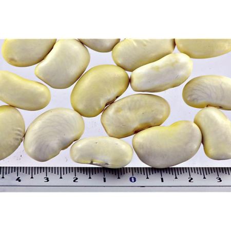 HARICOT d'ESPAGNE ramant PIEKNY JAS