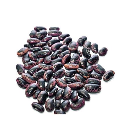 HARICOT d'ESPAGNE ramant BLACK KNIGHT