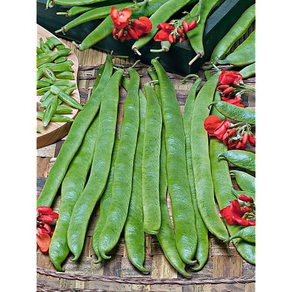 HARICOT d'ESPAGNE ramant LADY DI Bio