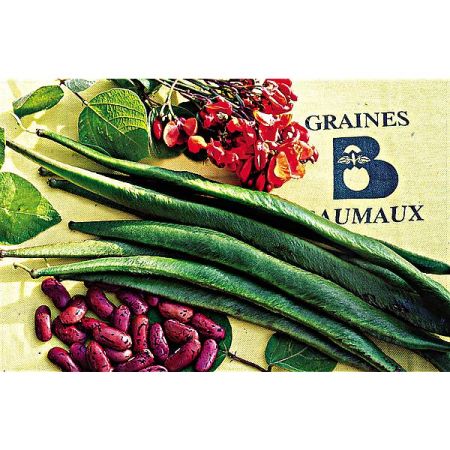 HARICOT d'ESPAGNE ramant LADY DI
