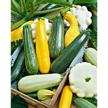 ENGRAIS CUCURBITACÉES