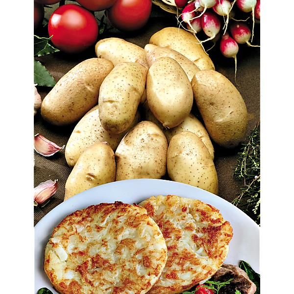 POMME de TERRE SPUNTA