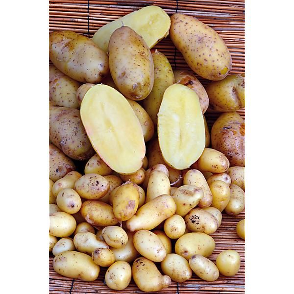 POMME de TERRE LINZER DELIKATESS Bio
