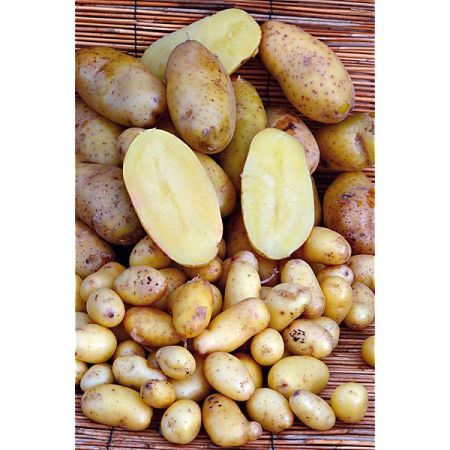 POMME de TERRE LINZER DELIKATESS Bio