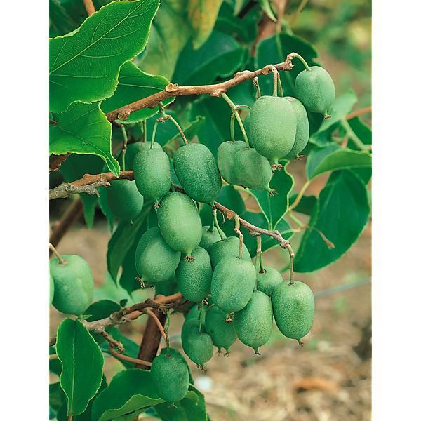 KIWAÏ ou KIWI de SIBÉRIE ISSAÏ (actinidia arguta)