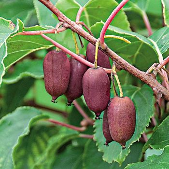 COUPLE KIWAÏ RED JUMBO (actinidia arguta) 2