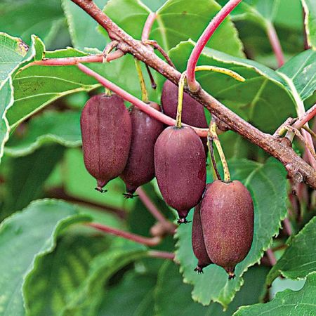 COUPLE KIWAÏ RED JUMBO (actinidia arguta)