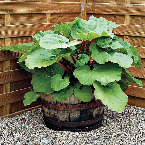 RHUBARBE FULTON'S STRAWBERRY SURPRISE