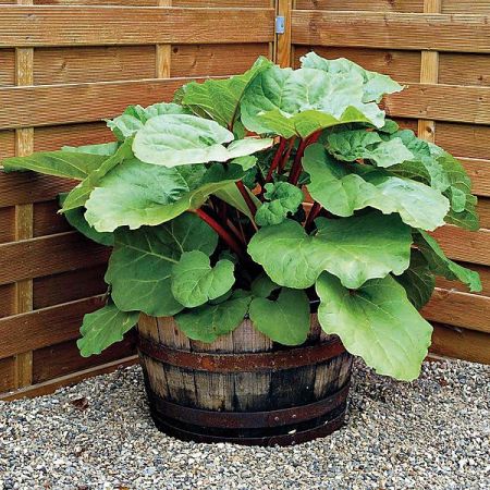 RHUBARBE FULTON'S STRAWBERRY SURPRISE