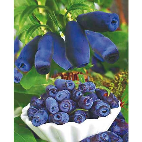 BAIE de MAI (lonicera kamtschatica) ou...