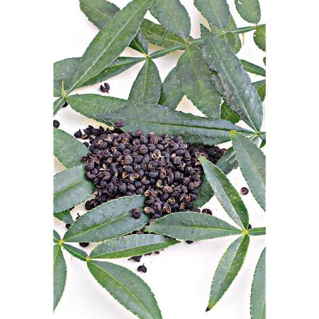 POIVRIER de TIMUT (z. armatum)