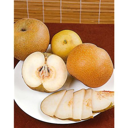 NASHI pyrifolia SHINSEIKI