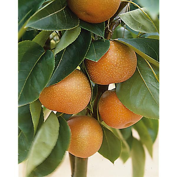 NASHI pyrifolia SHINSEIKI