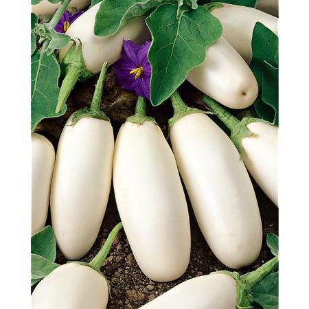 AUBERGINE greffée F1 CLARA