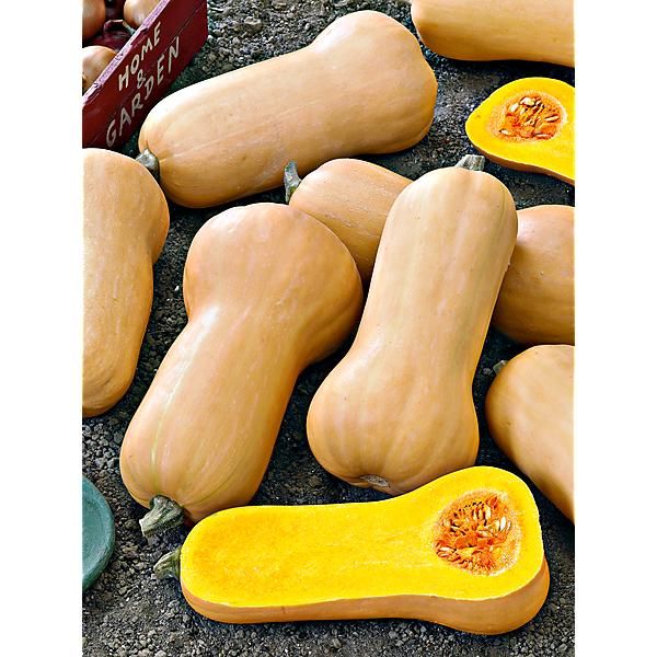 COURGE MUSQUÉE BUTTERNUT ou NOIX de BEURRE F1...